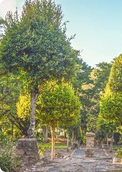 Tree-lined garden path with stone pillars under a clear blue sky